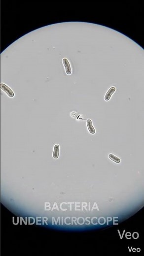 Bacteria Multiplying Under a Microscope #science #experiment #facts