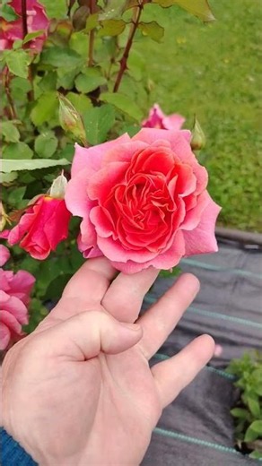 РОЗА АЛИБАБА - ОБИЛЬНО ЦВЕТУЩАЯ ПЛЕТИСТАЯ РОЗА