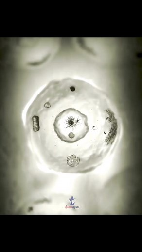 437K views · 4.2K reactions | In questo incredibile video possiamo assistere alla mitosi cellulare (replicazione) con la formazione dei cromosomi e poi di due cellule figlie distinte | Massimiliano Fanni Canelles | Facebook