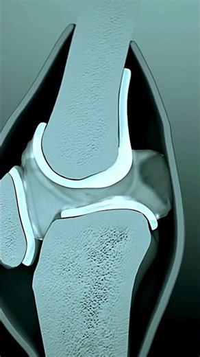 What Are Bones Made Of?