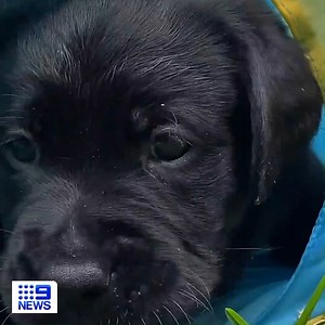 FRIDAY PUPPIES: Six new labrador pups have arrived at Guide Dogs Australia to begin training to become the much-needed helpers of tomorrow. See their story tonight at 6.00pm on #9News | 9 News Sydney