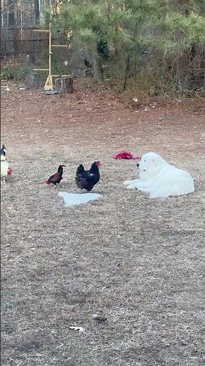 Gentle Giant: Great Pyrenees The Ultimate LGD 🐓