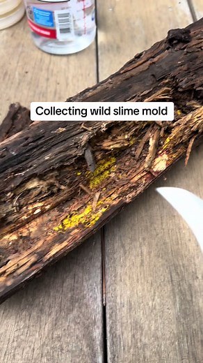 My pet slime mold #slimemold #mycology #agar #foraging