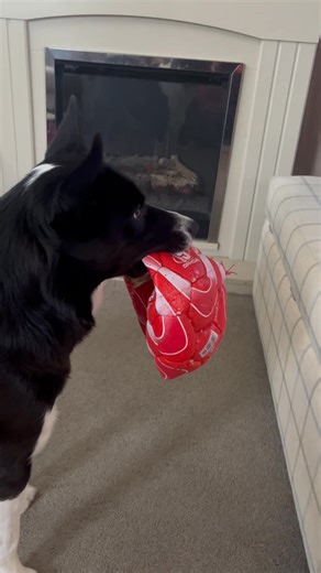 2.5K views · 6.6K reactions | Barney shows his understanding and empathy #homewardbound | Stephen Kelleher | Facebook