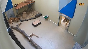 504K views · 3.1K reactions | Mamy nowe mieszkanki ZOO Wrocław 朗 Wanja i Malkia przyjechały do Wrocławia w poniedziałek, 29 lipca  I widać, że już czują się u nas dobrze ❤️ | Wroclaw [Wroclove] | Facebook