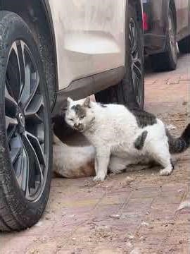 “Dangerous Cat Fight on the Road | Shocking Animal Behavior Caught on Camera”