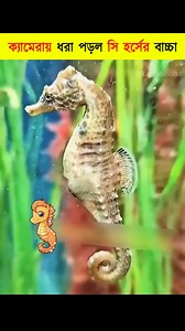 682K views · 8.2K reactions | This Tiny Seahorse Changed His Whole Life| #reel #trendingreels #reelsvideo #seahorse #animalrescue #marinelife #heartwarming #seacreatures #oceanlove #cuteanimals #aquariumlife #amazingfacts #trendingshorts #knowledge #facts #new #top | কল্পবিশ্ব | Facebook