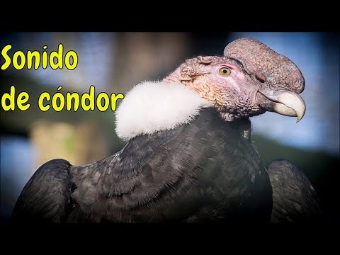 Sonido del Cóndor Andino Andean Condor