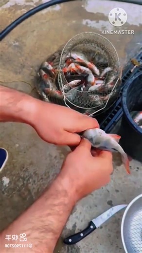 Easy Fish Cutting Techniques l 🐟 l #shorts #viralshorts #fishcutting #fish