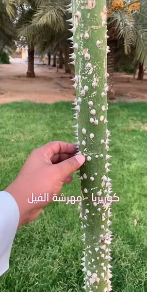 شجرة كوريزيا مهرشة الفيل من الأشجار العجيبة الناجحة في السعودية