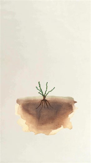 28 reactions | A thoughtful choice for gardeners who appreciate simplicity and tradition. Planting bare root roses is simple and rewarding, letting you follow the natural rhythm of the seasons as the rose establishes itself. Before garden centres and plastic pots, roses were lifted in winter, bundled, and sent to gardeners to plant. Enjoy 15% off bare root roses when you use code: PROMISE | David Austin Roses | Facebook