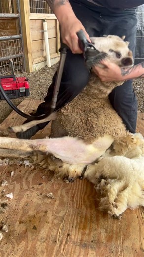 Gulf Coast Sheep Shearing in 60 Seconds