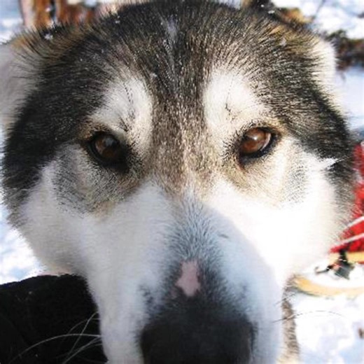 "Snow tells every story—watch for eagles soaring above fresh powder and animal prints on quiet trails. Winter’s secrets are out there for those who explore. See the wild: https://bit.ly/4f4GJbY" | Ruby Range Adventure