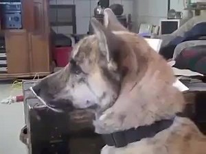 1.9K views · 4K reactions | This is the funniest thing I've seen in years join us ::: Amazing Photos in the World | Amazing Photos in the World | Facebook