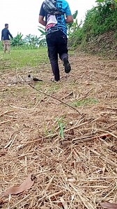 Amazing bird trap‼️ kalau sama musuh ini burung kita angkat tangan, terlalu berat🔥 #kicaumania #birdtrap #birdvideo | Aris M AN