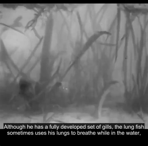 The African mudfish, or lungfish, can live out of water for many months in its burrow of hardened mud beneath a dried-up streambed. This footage from 1935 shows how one is awakened. 👀 | The Hayward Homestead