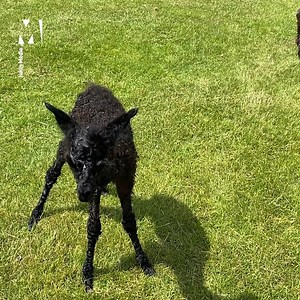 283K views · 10K reactions | Look at her tiny legs  | Metro | Facebook