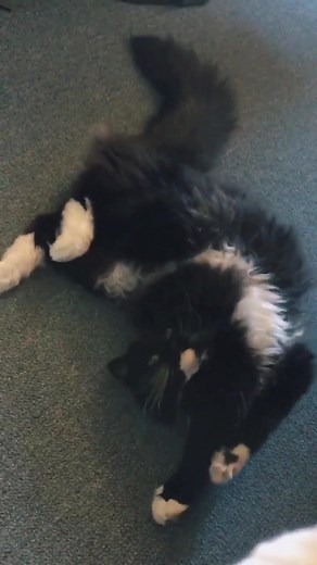 Our special pretzel girl 🥨 #lookatmyson #tuxedocat #mainecoon #ragdoll #ragamuffin #pretzelcat #catstretch #cat #cats #catsoftiktok #catlover #funnyvideos #funnycat #funnycats
