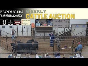 🔥 Texas Cattle Auction LIVE | Producers Livestock Auction Company – San Angelo (Nov 20, 2025)