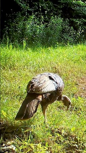 Close-up of Wild Turkey Jake Yelping