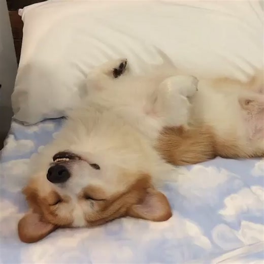 160K views · 2.3K reactions | If you're looking for a dog that loves to curl up on the couch with you for a good binge, look no further than these 11 lazy dog breeds! 辰 | The Pet Collective | Facebook