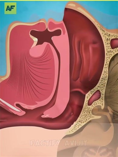 Why Do People Snore?