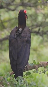 The Southern Ground... - Wildlife ACT - Focused Conservation