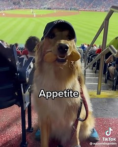 3.5K views · 219 reactions | Bark Place on Reels | Facebook