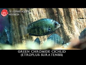 Etroplus suratensis THE SPLENDID GREEN CHROMIDE. (Leopard Aquatic I056A)