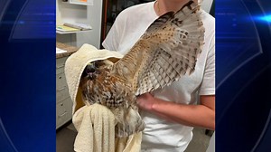 Red-shouldered hawk released after rehabilitation at Conservancy of Southwest Florida - WSVN 7News | Miami News, Weather, Sports | Fort Lauderdale