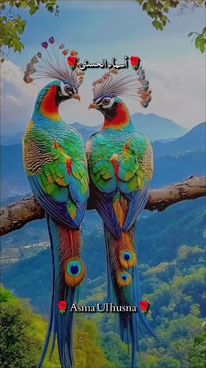 Beautiful Recitation of the Quran | Tilawat Video