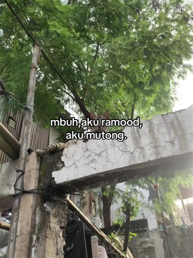 Mbuh Aku Ramood: Ekspresi Perasaan yang Dalam