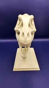 Majestic T-rex Skull - Precision 3D Printed Model - Etsy Australia