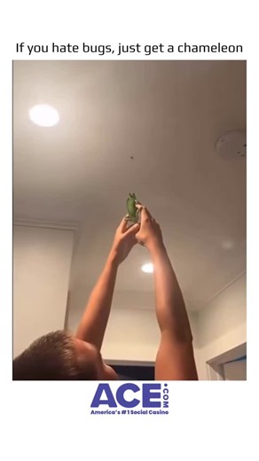 @earthspctr on Instagram: "Chameleons are fascinating reptiles known for their ability to catch insects with incredible precision. Using their long, sticky tongues, they can snatch prey from a distance almost instantly. This hunting skill requires patience, sharp eyesight, and quick reflexes, making chameleons highly effective predators despite their slow movements. Their ability to blend into their surroundings also helps them approach unsuspecting insects without being noticed. Insects, on the