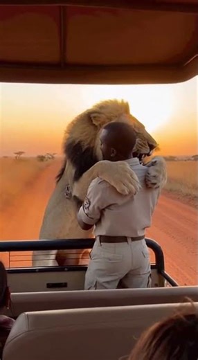 UNBELIEVABLE: Lion Leaps onto Safari Guide's Back (4K Documentary)