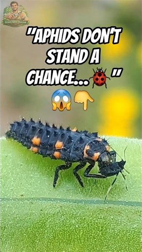 100 Aphids a Day?! Ladybug Larva Attack 🐞🔥 #satisfying #shorts