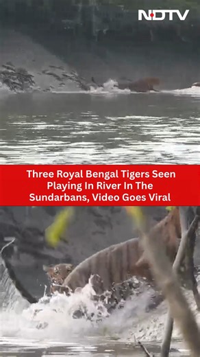 Three Royal Bengal Tigers Seen Playing In River In The Sundarbans, Video Goes Viral | NDTV