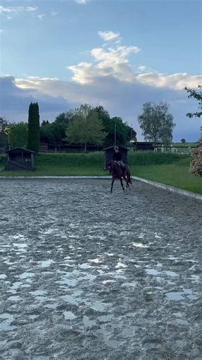 Exploring the Elegance of Dressage with Gustav