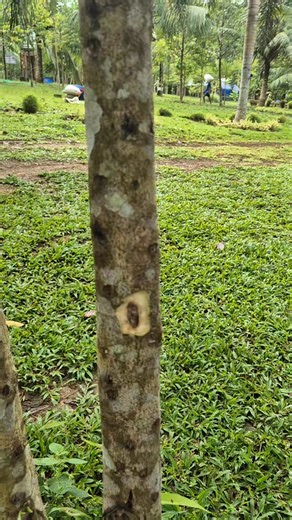 Cuminggiana variety, inoculated twice ( first and second cycle) #liquidgold DM Infinite Forest Tree Nursery | Ellen Gallenero