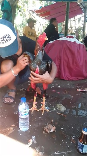 Kompilasi Video Ayam Bangkok yang Menggemaskan