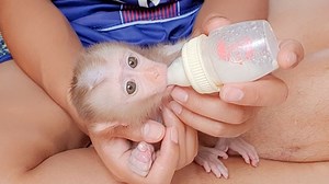 Lion Drink So Much Milk! Orphan Tiny Baby Monkey Lion Crying Can't Wait Dad Make Milk | Baby Lion