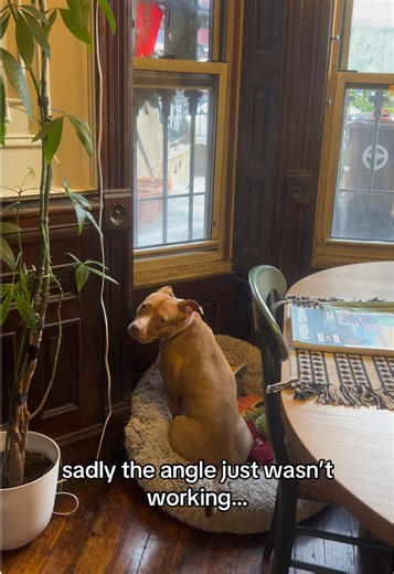 Creating a Custom Window Spot for Our Dog