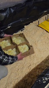 217K views · 1.5K reactions | Day 6 farming meat chickens 100 sold 100 more arrive! #chickens #offgridliving #offgridlife #farmlife #homestead #farm #farming | Field to Farm | Facebook