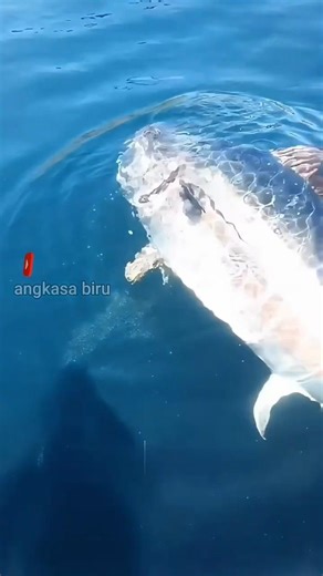 Ikan Kecil Lawan Predator: Aksi Epic Bertahan Hidup! #faktaikan #predator #shorts