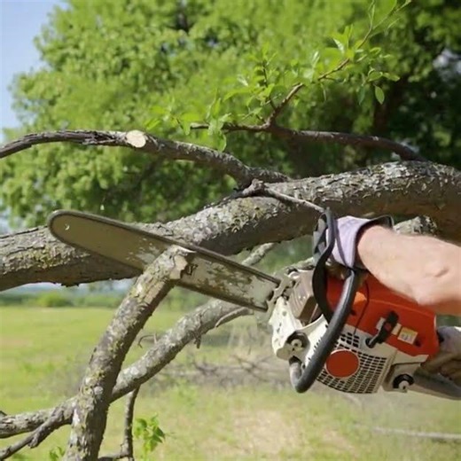 When Trees Become a Risk: Safe Tree Cutting Services You Can Trust! #treecutting #treepruning