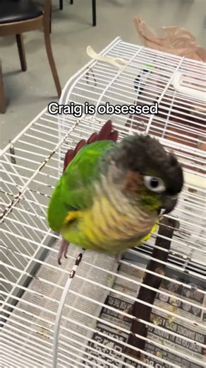 #greencheekconure #birdsoftiktok #birdtok #birdlovers #love | Conure Birds
