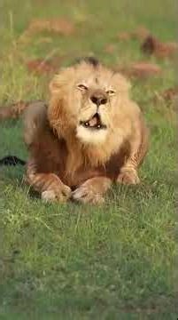 The Lion King - Welcome to African Safari Guide – Your Ultimate Wildlife Adventure Channel! 🦁🌍