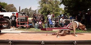 Pound for Pound Dog Strength Facts You should Know