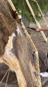 Elk hide with Floyd Cook & Fawn Chartier | Land-Based Education K - 12 Plains & Woodland Cree Tanya McCallum