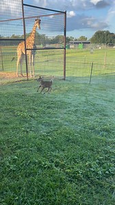 #babiesBayou Wildlife Zoo | Bayou Wildlife Zoo